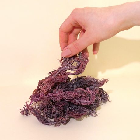 Purple Sea Moss and hand 1 1080x1080px